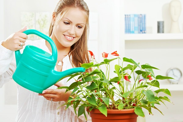 Dívka zalévání anthurium