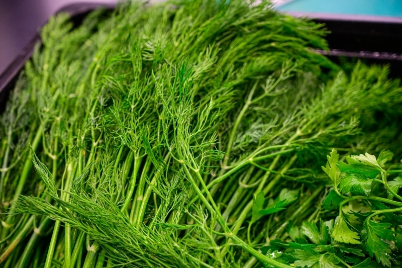 укроп, продукты питания, зелень, приправа, кулинария ИА ПримаМедиа укроп, продукты питания, зелень, приправа, кулинария ИА ПримаМедиа