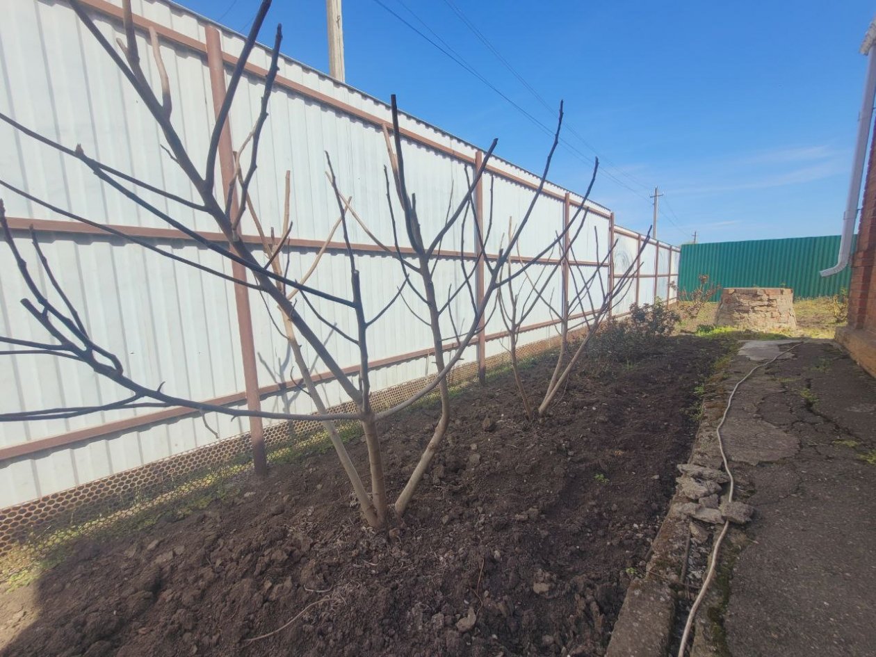 В марте не обязательно, а очень рано: умные садоводы яблони весной не опрыскивают - смысла нет ИА KrasnodarMedia В марте не обязательно, а очень рано: умные садоводы яблони весной не опрыскивают - смысла нет ИА KrasnodarMedia
